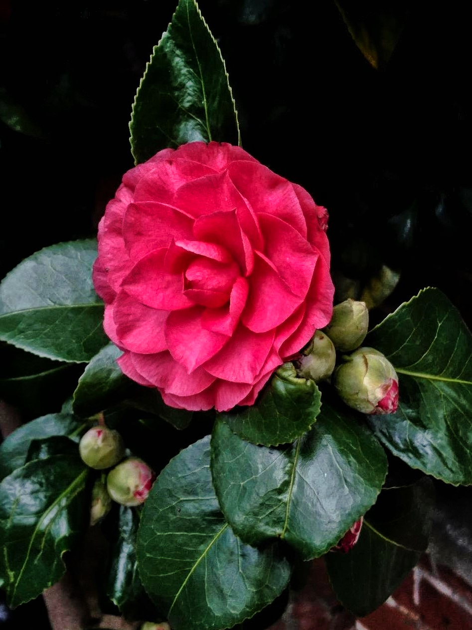  Camellia