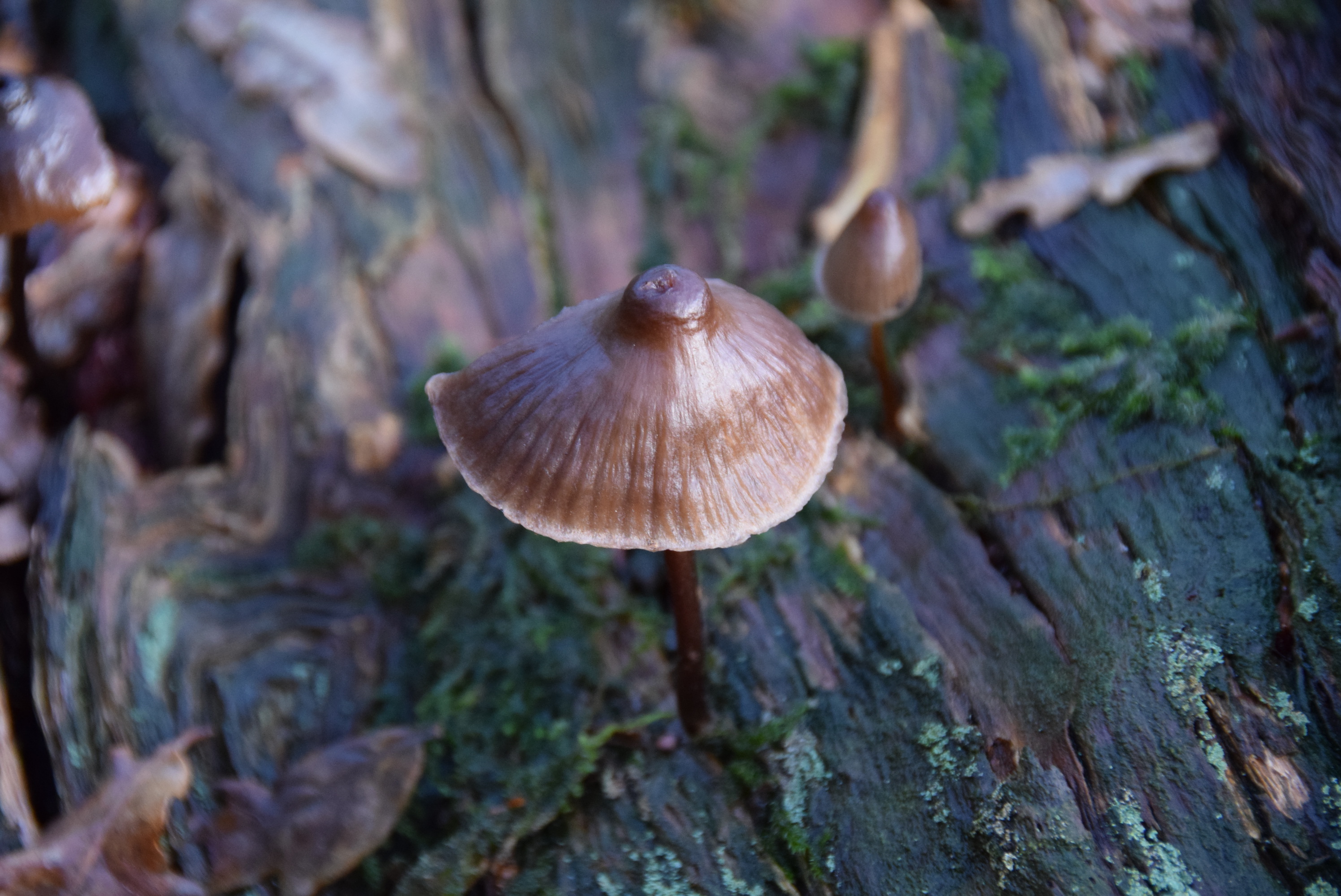  Mushroom Fungus